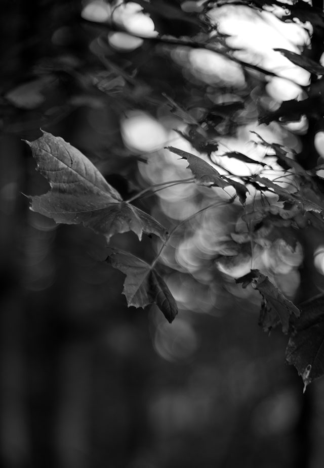 Leica M Monochrom (2012) with Leica 50mm Noctilux-M f/1.0 (1976). © Thorsten von Overgaard.