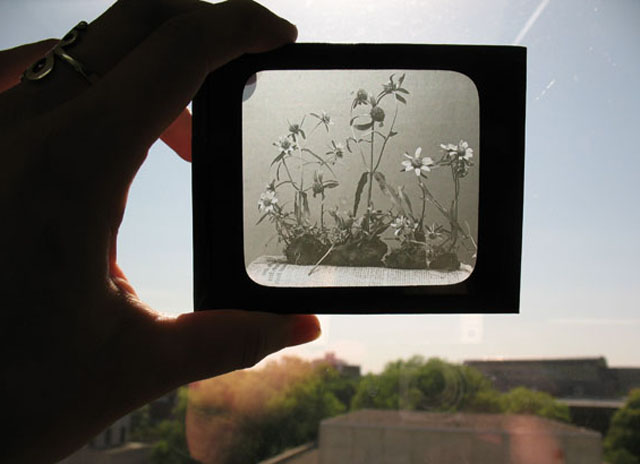 Lantern slide from early 1900's by Ada Hayden.