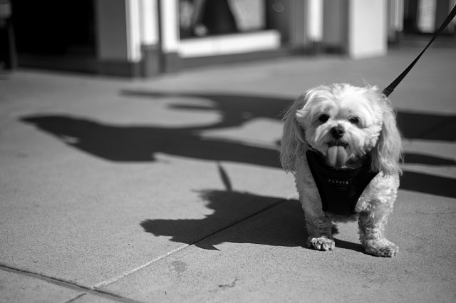 Rodeo Drive in Los Angeles. Leica M9 with Leica 50mm Summicron-M f/2.0