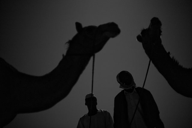 Camels by moonlight. Leica M Monochrom