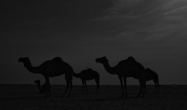 Camels by moonlight. Leica M Monochrom with Leica 50mm Noctilux-M ASPH f/0.95. 3200 ISO, 1/2 second. © Thorsten Overgaard.