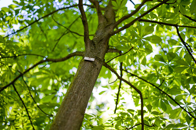 In Berlin all the trees have a small plate with their number. Leica M9 with Leica 35mm Summilux-M AA f/1.4. © 2016 Thorsten Overgaard.