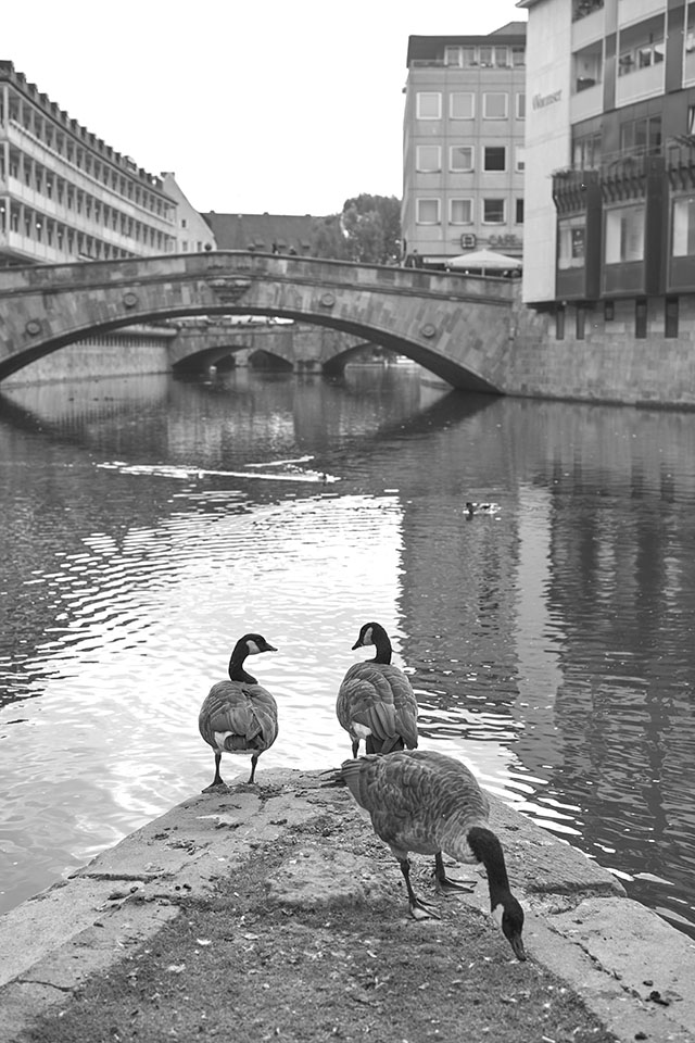 Nuremberg island is a small island in the middle of the city - with a few stores, houses and wildlife! 