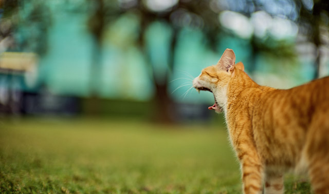 One of the wild animals that lives in a park in Manila. Leica M10-P with Leica 50mm Noctilux-M ASPH f/0.95. © Thorsten Overgaard. 