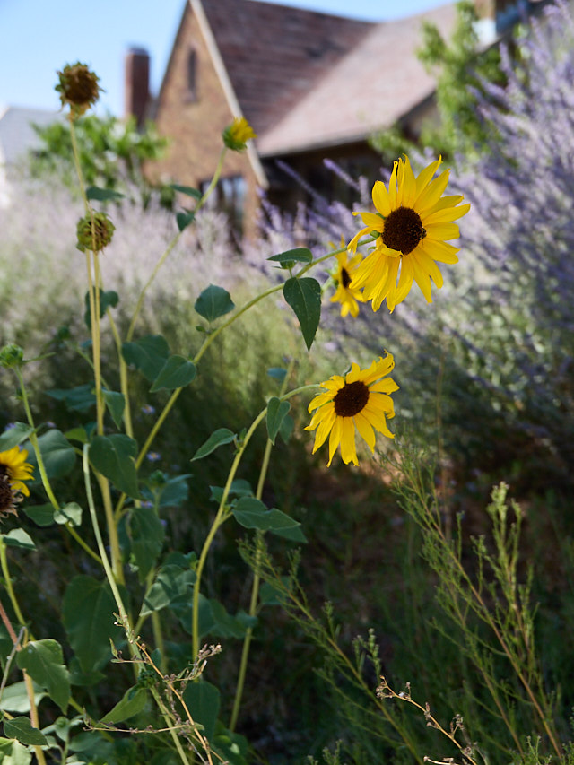 You can make beautiful images with narrow depth of focus with the Leica D-Lux 8. © Thorsten Overgaard. 