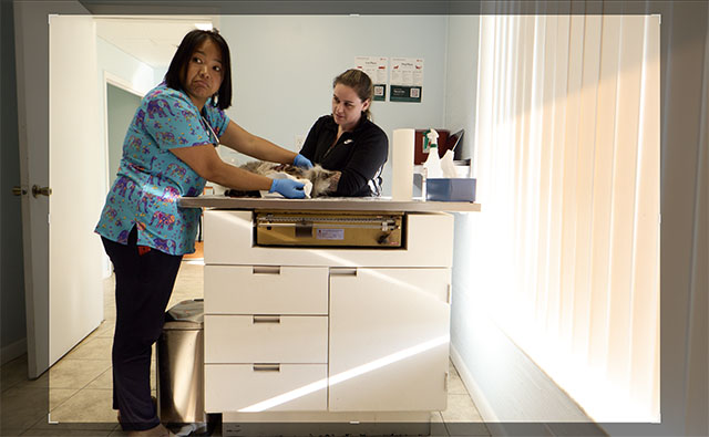 Bonus: When you open Leica D-Lux 8 files in Capture One, you will see a wider area of the image when you click the Crop tool; and then you can extend the 24mm frame to 19mm. In this photo, our cat Atlas in the doctor's office for checkup. Leica D-Lux 8. © Thorsten Overgaard. 