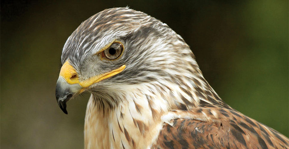 A portrait of a Ferruginous Hawk that had been rescued after an injury. Leica R8/DMR with Leica 280mm APO-Telyt-R f/4.0. © 2008-2016 Douglas Herr.