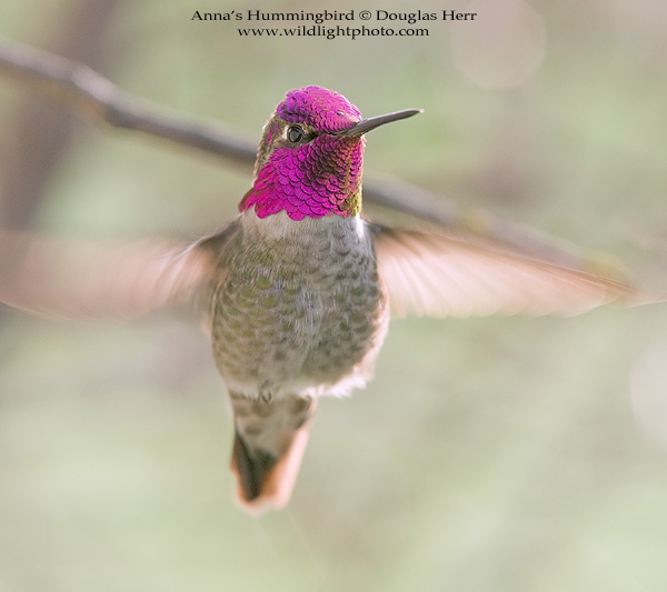 Anna's Hummingbird. Leica SL 601. 400 ISO. © 2016 Douglas Herr.
