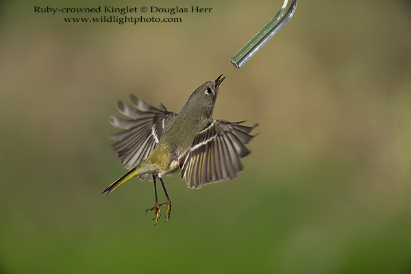 Ruby-crowned Kinglet. Leica SL 601. 400 ISO. © 2016 Douglas Herr.