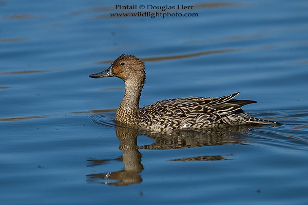 Pintail, Colusa National Wildlife Refuge. Leica SL 601. 400 ISO. © 2016 Douglas Herr.