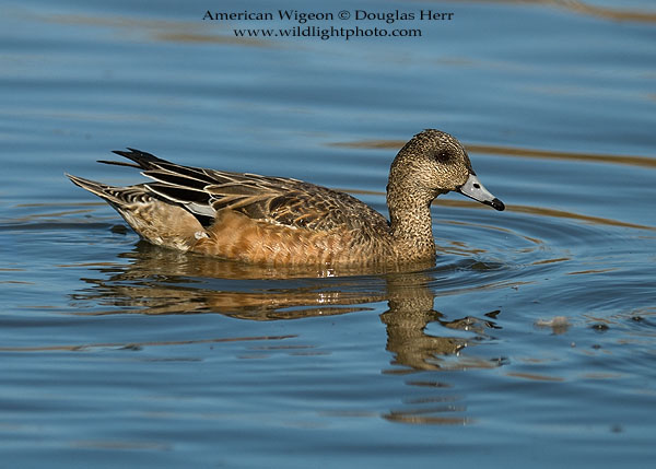 American Wigeon, Colusa National Wildlife Refuge. Leica SL 601. 400 ISO. © 2016 Douglas Herr.