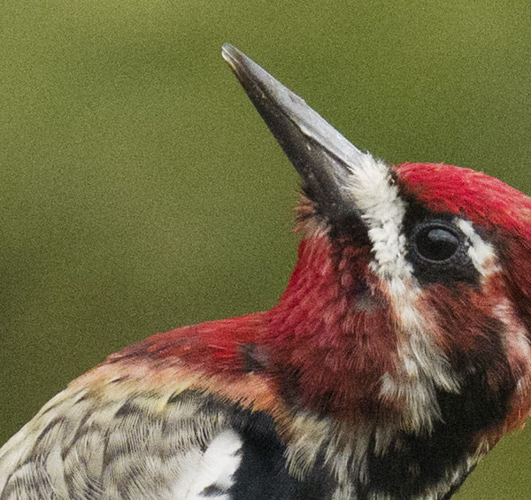 Red-breasted Sapsucker. Leica SL 601. 3200 ISO. © 2016 Douglas Herr.