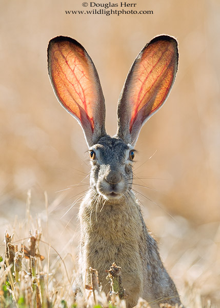 Leporidae. Leica R8/DMR with Leica 280mm f/4 APO-Telyt-R. © 2016 Douglas Herr. 