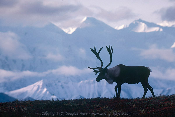 Caribou, Denali National Park, Alaska. Leicaflex with Leica 400mm Telyt-R f/6.8 on film. © 1981-2016 Douglas Herr.