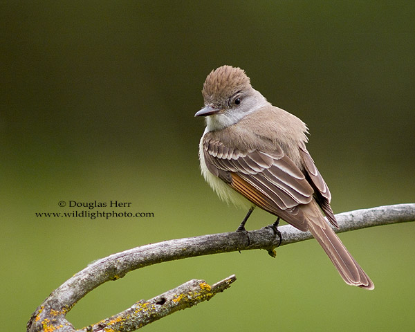 Ash-throated Flycatcher, Sacramento County California. Leica R8/DMR with Leica 560mm APO-telyt-R f/6.8. © 2006-2016 Douglas Herr.