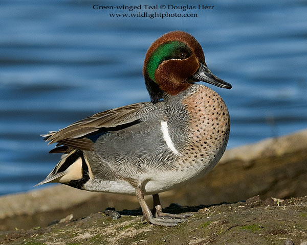 Green-winged Teal. Leica SL 601. 400 ISO. © 2016 Douglas Herr.