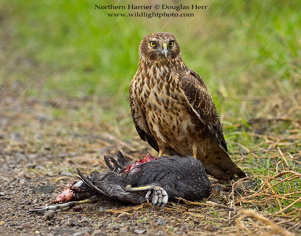 Northern Harrier. Sony a7II. 400 ISO. © 2016 Douglas Herr.