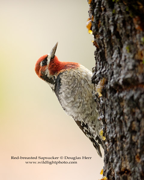 Red-breasted Sapsucker. Sony a7II. 400 ISO. © 2016 Douglas Herr.