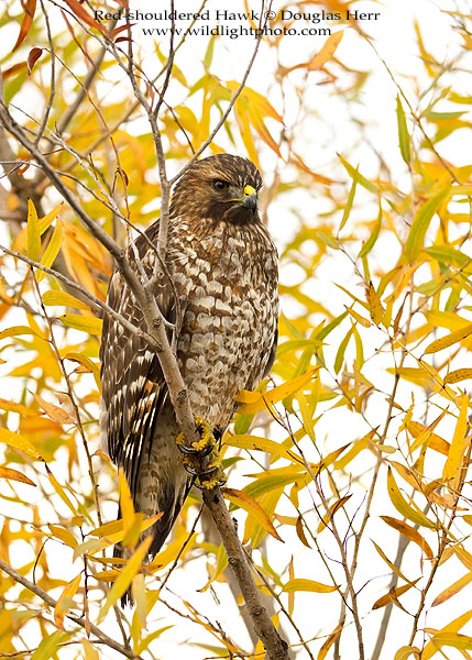 Red-shouldered Hawk. Sony a7II. 400 ISO. © 2016 Douglas Herr.