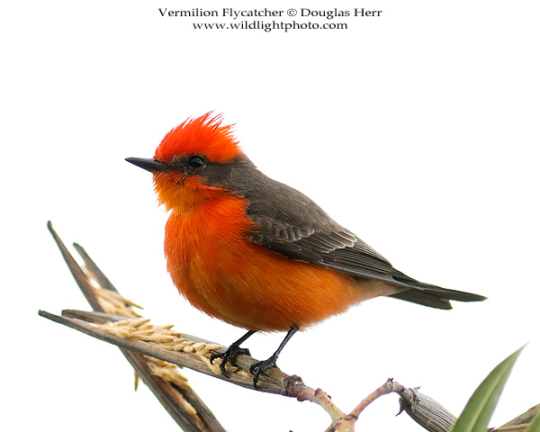 Vermilion Flycatcher. Sony a7II. 400 ISO. © 2016 Douglas Herr.