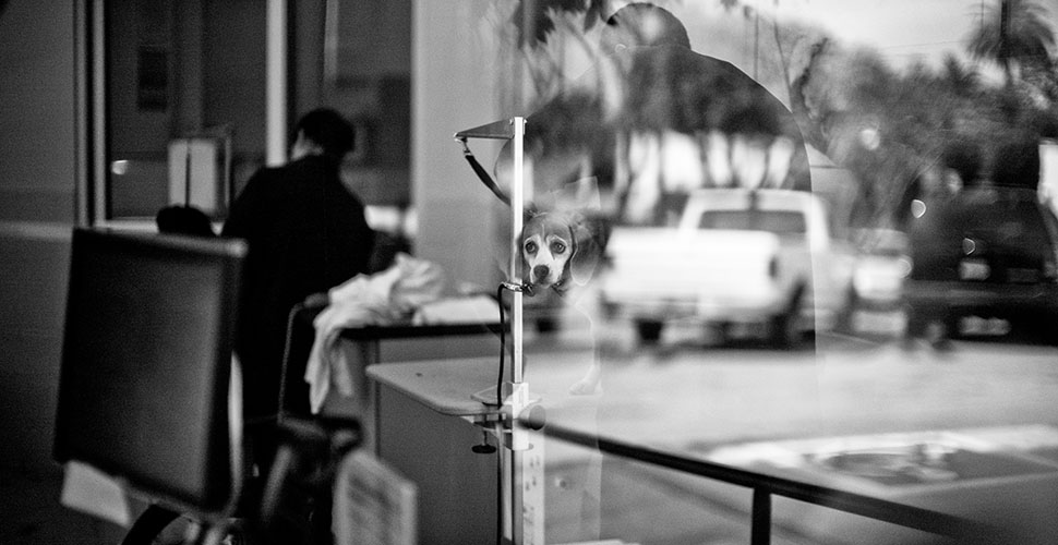 A sad dog face in the saloon in Los Angeles, while life goes on around the city. Afyer this, a few weeks ormonths of normal life before we have to do this again ... © Thorsten Overgaard
