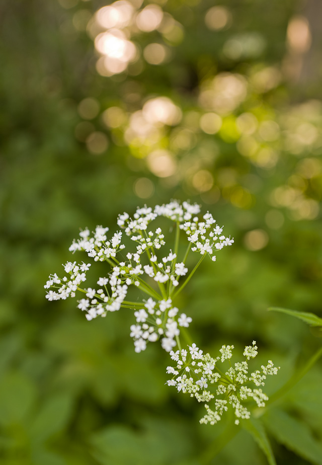 In Macro mode you can go as close as 17 cm (1/2 feet). © Thorsten Overgaard.