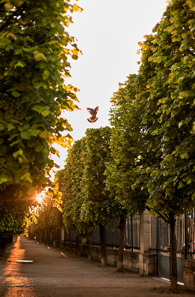 The trees are the homes for the birdlife. I had to wait a bit to catch a bird landing. Leica SL2 with Leica 50mm Noctilux-M ASPH f/0.95. © Thorsten Overgaard. 