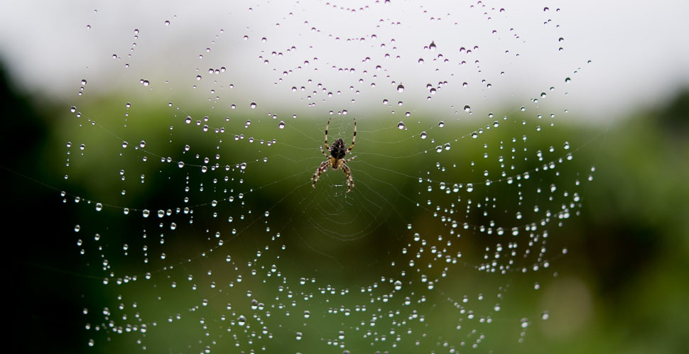 A spider getting ready for dinner in my garden. Leica TL2 with Leica 35mm Summilux-TL ASPH f/1.4. © 2017 Thorsten Overgaard. 