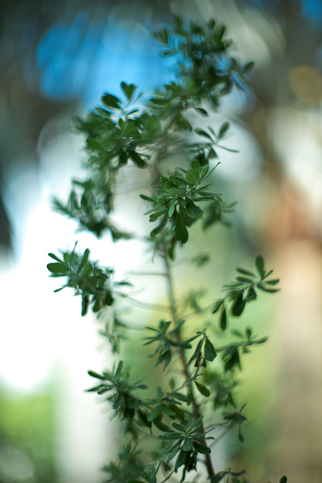 Leica SL2 with Minolta Rokkor 58mm f/1.2. © Thorsten Overgaard.