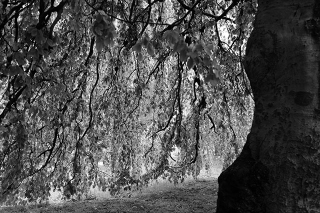 A hidden room inside the park. Photo by Hans-Martin Dölz.