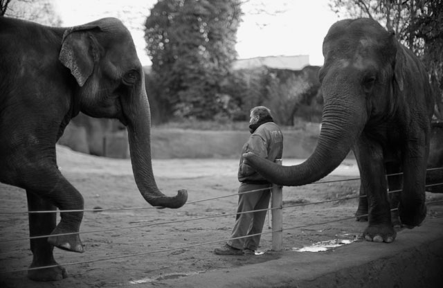 Hamburg Zoo. Leica M Monochrom with Leica 50mm Noctilux-M f/1.0. © Thorsten Overgaard