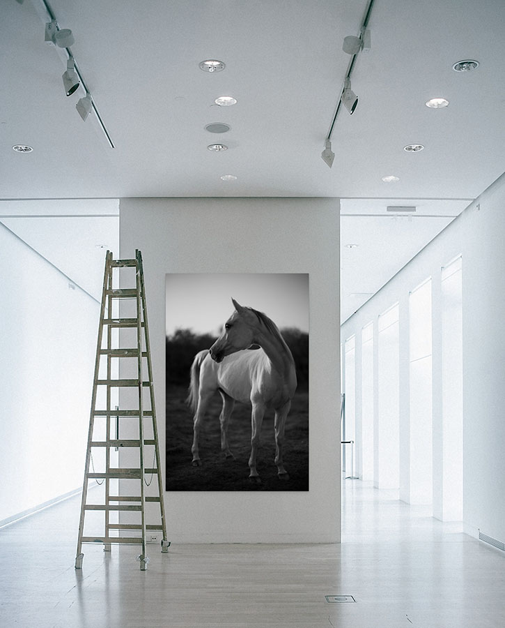 My photograph "White Horse" (2013) on a 48 x 72 inch aluboard print.