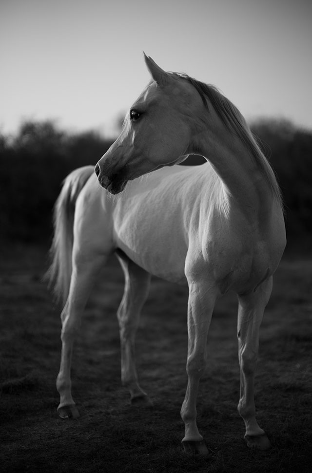 "White Horse" in Qatar. Leica M Monochrom with Leica 50mm Noctilux -M f/0.95 FLE. © Thorsten Overgaard .