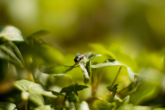 Macro with the Noctilux (using an OUFRO adapter). Leica TL2 with Leica 50mm Noctilux-M ASPH f/0.95. © 2017 Thorsten Overgaard.