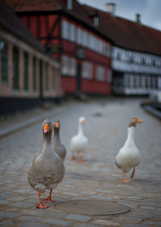 Angry birds on the move. I took a lot of photos, and only few were in focus. I was stubborn and stayed at f/0.95 and they were stubborn, insisting they owned the street. Leica M10 with Leica 50mm Noctilux-M ASPH f/0.95 FLE. © 2017 Thorsten Overgaard