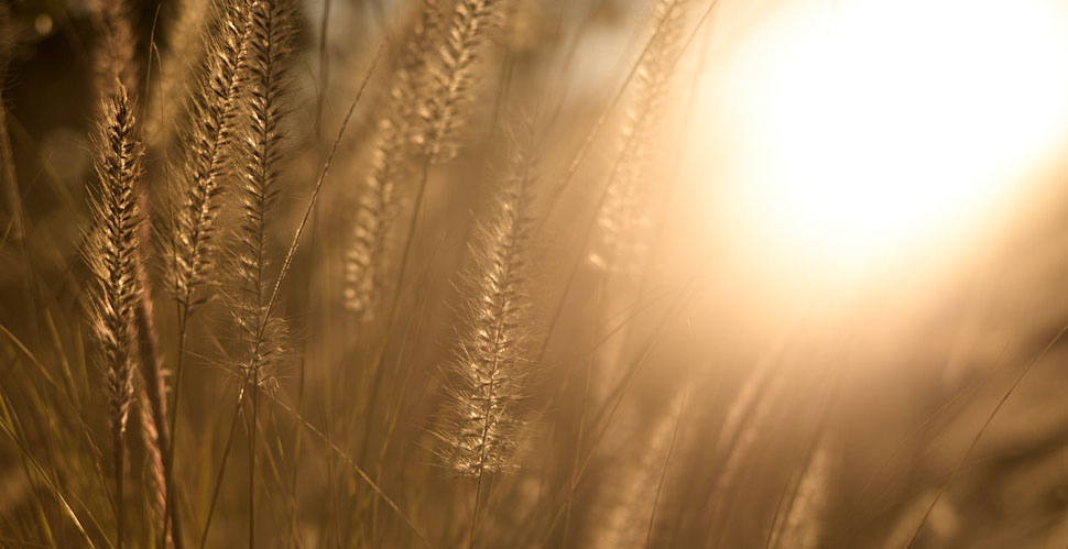 Sunrise in Florida. Leica M11 with Leica 90mm APO-Summicron-M ASPH f/2.0. © Thorsten Overgaard. 