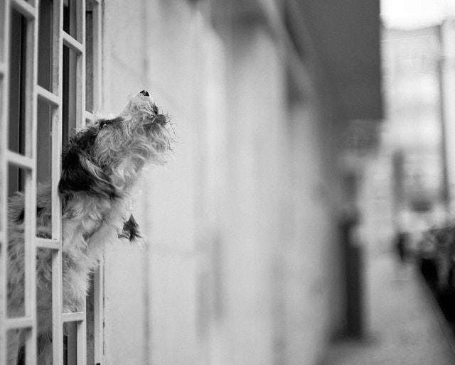 Home alone and howling over the neighbourhood. Leica M10-R Black Paint with Leica 50mm APO-Summicron-M ASPH f/2.0. © Thorsten Overgaard.