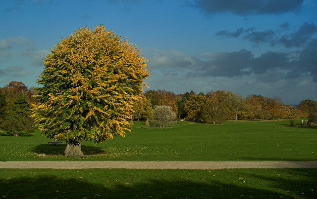Autumn colors in Denmark. Leica M10-P with Leica 50mm Summilux-M ASPH f/1.4. © Thorsten von Overgaard. 
