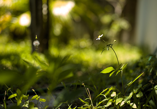 My garden. Leica M10-P with Leica 50mm Summilux-M ASPH f/1.4 BC. © Thorsten Overgaard. 