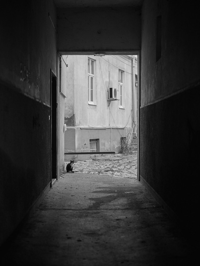 I walk by a gate, a cat is looking curiously at me. We both seem to wonder where this day is going. I take a photo of him. Leica M10-R with Leica 50mm Summilux-M ASPH f/1.4. © Thorsten Overgaard.