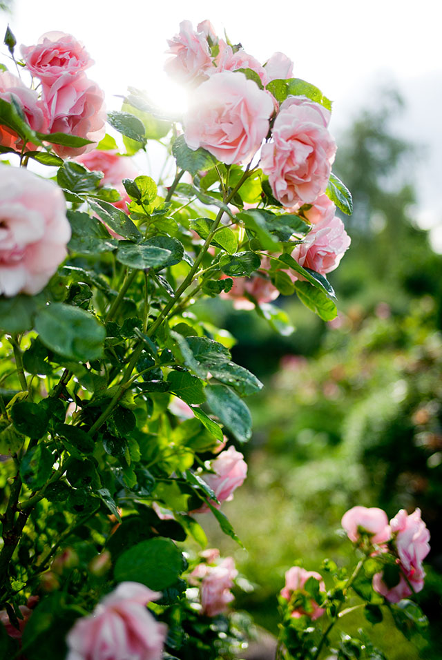 jytte von Overgaard's garden, Villa Nøjsomheden. 