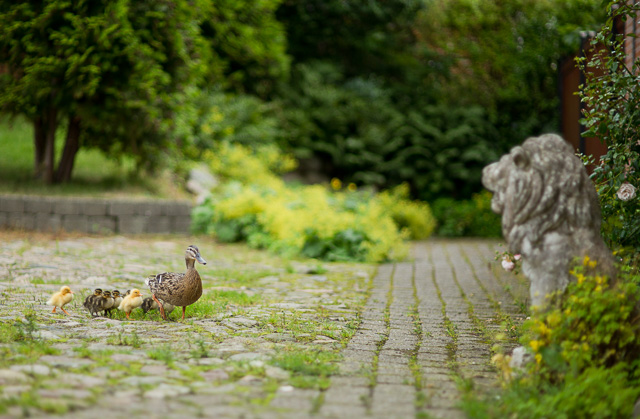 Leica M 240 with Leica 75mm. Summilux-M f/1.4