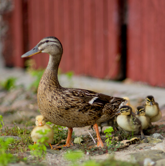 A guest family staying at Vilal Nøjsomheden 2017. 