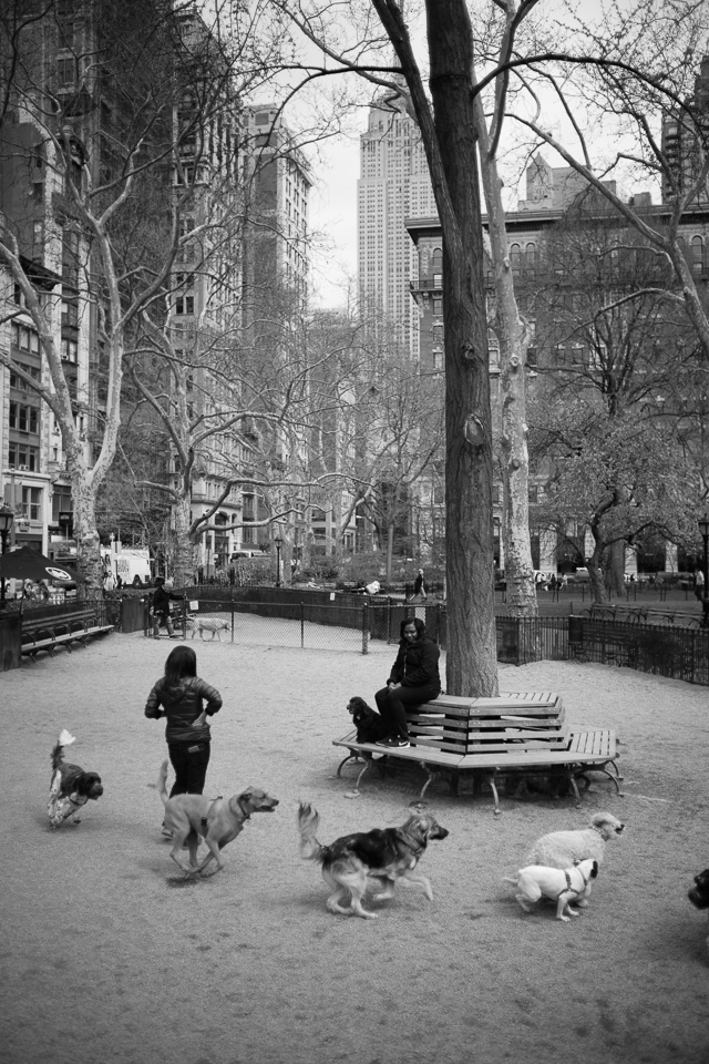 The dog park in Madison Square Park New York. Leica M240 with Leica 35mm Summilux-M AA f/1.4 (1990-version). © Thorstern Overgaard. 