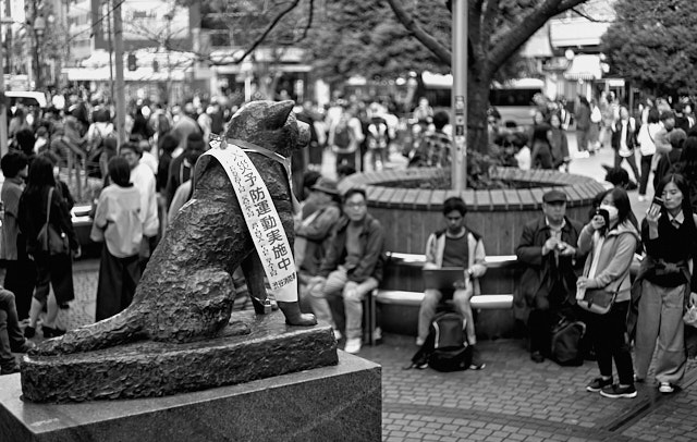 The Hachik? Memorial Statue in Shibuya-ku, a 20 minute train ride from Tokyo center. A three minute walk from this you find the famous and busy Shibuya crossing. Leica M10-P with Leica 50mm Summicron-M f/2.0 II Rigid. © Thorsten Overgaard. 