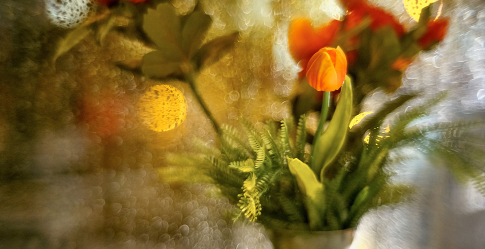 Flowers with a window behind and rain outside. Leica M10-P with 7artisans 50mm f/1.1. © Thorsten Overgaard. 