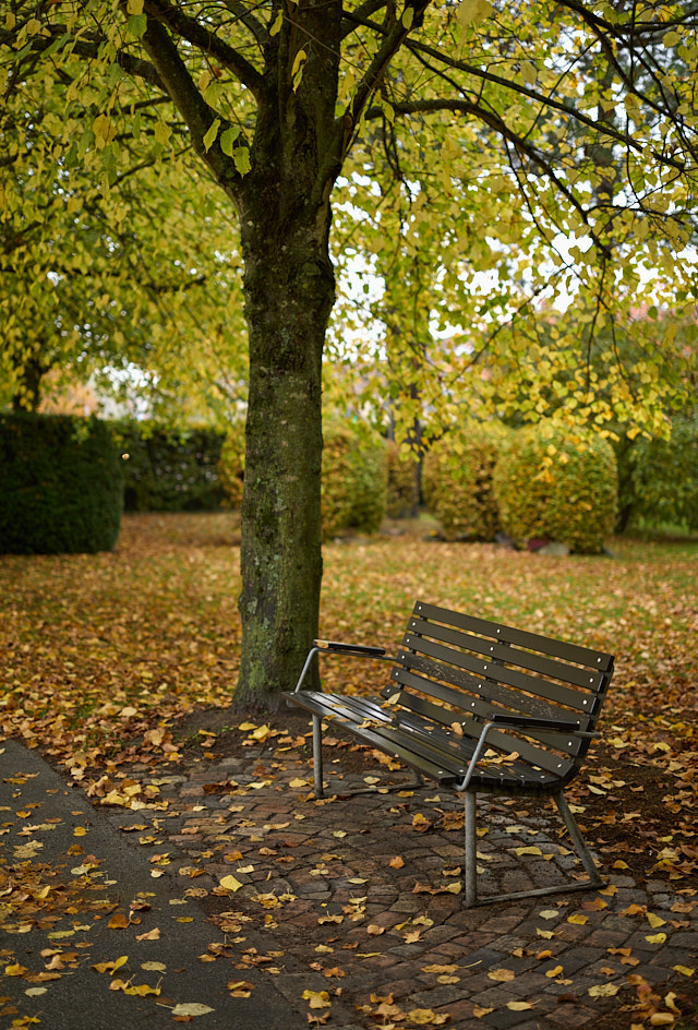 Vestre Kirkegaard in Denmark. Leica M10-R with Leica 50mm APO-Summicron-M ASPH f/2.0. © Thorsten Overgaard.