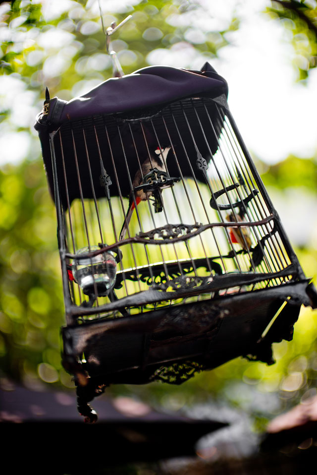 Bird in a cage. Bangkok, December 2015. Leica M 240 with Leica 50mm Noctilux-M ASPH f/0.95, 200 ISO, 1/250 sec. with 3-stop ND filter. © Thorsten Overgaard.