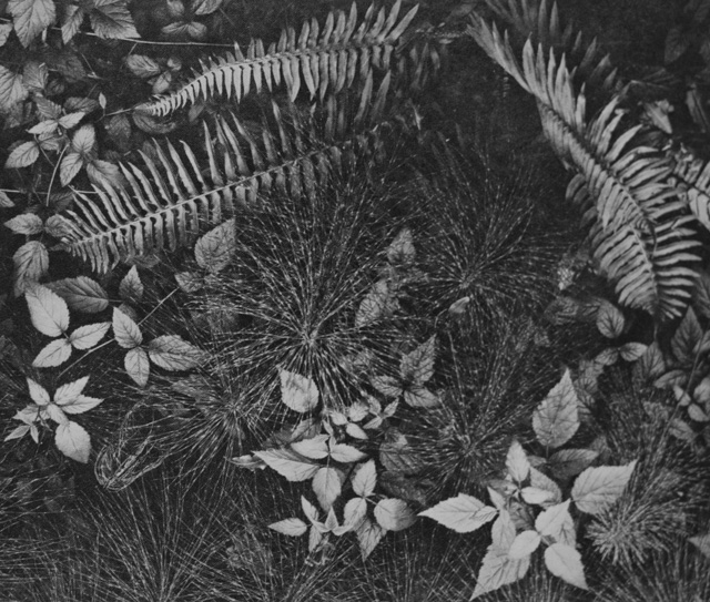 Ansel Adams: Leaves. "The camera reveals the pattern of nature." 4x5 Corona view camera, Goerz Dagor 4 1/2-in. lens, 1 second, f/4.5, Eastman super-sensitive panchromatic film.