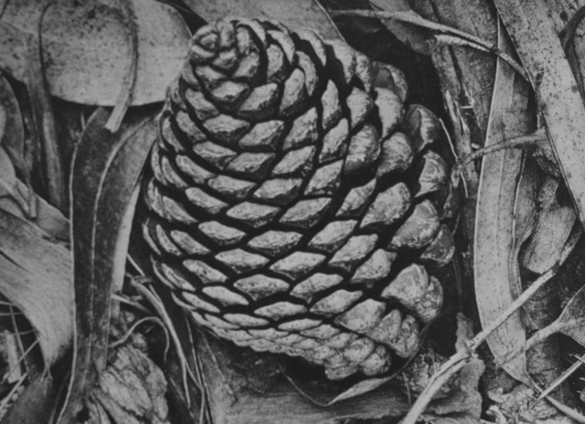 Ansel Adams: Pine Cone and Eucalyptus Leaves. "True photogprahic quality, every shape delicately distinct."